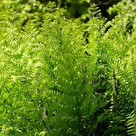 Osmunda Regalis Purpurascens 1