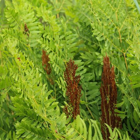 Osmunda Regalis Purpurascens 2