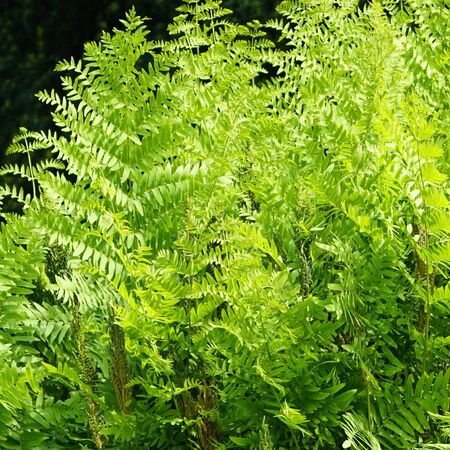 Osmunda Regalis Purpurascens 3