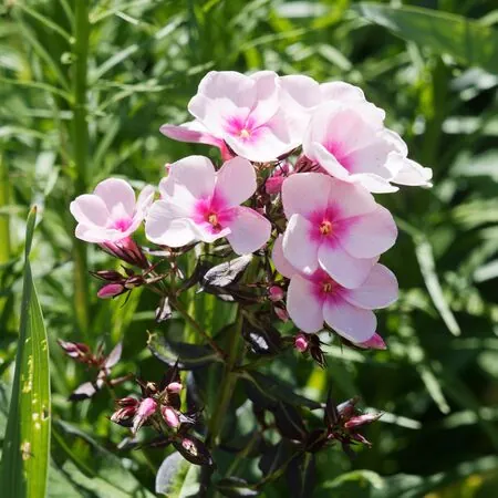 Phlox Bright Eyes 1