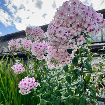 Phlox Bright Eyes 2