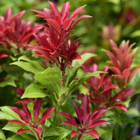 Pieris Mountain Fire 1