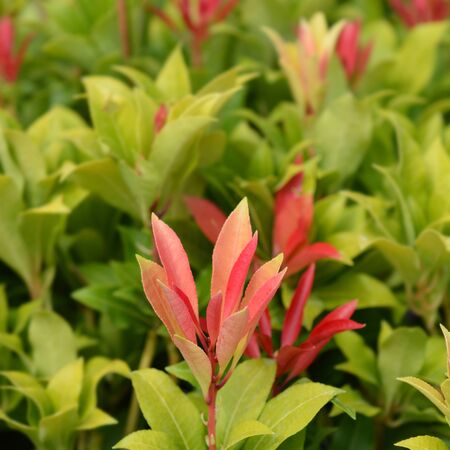 Pieris Mountain Fire 2
