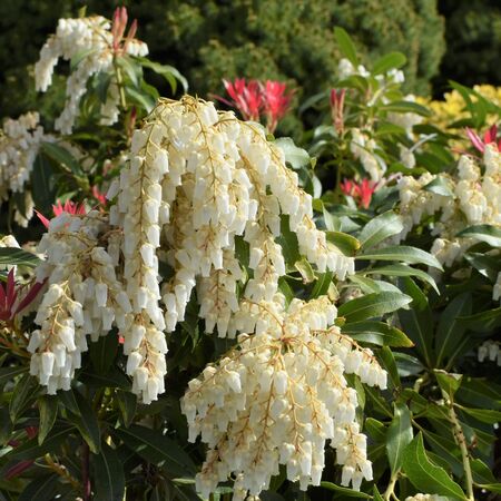 Pieris Mountain Fire 3
