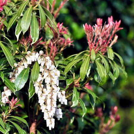 Pieris Mountain Fire 4
