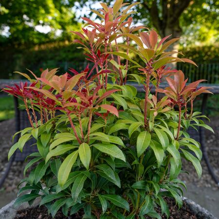 Pieris Mountain Fire5