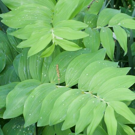 Polygonatum biflorum 1