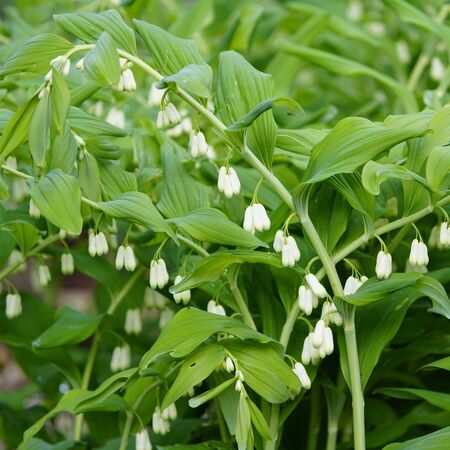 Polygonatum biflorum 3