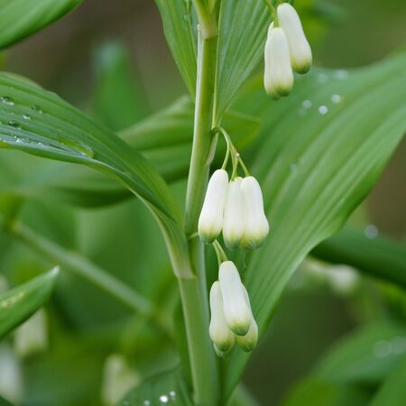 Polygonatum biflorum 4