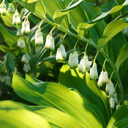 Polygonatum biflorum 5