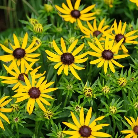Rudbeckia Little Goldstar 1