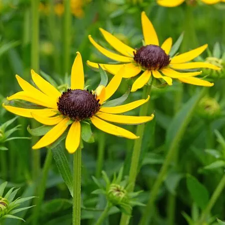 Rudbeckia Little Goldstar 2