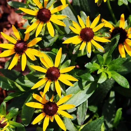 Rudbeckia Little Goldstar 3