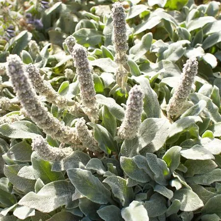 Stachys Silver Carpet 2