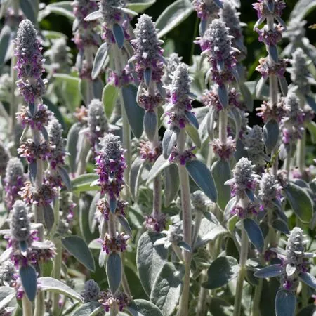 Stachys Silver Carpet 4