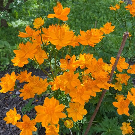 Trollius Golden Queen 2