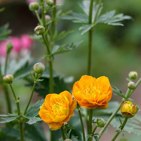 Trollius Golden Queen 3