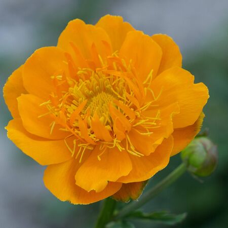 Trollius Golden Queen 4