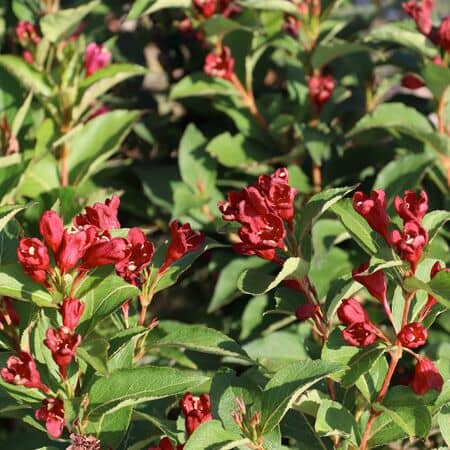 Weigela All Summer Red 1