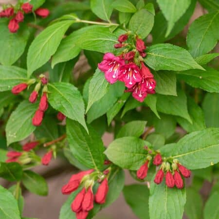 Weigela All Summer Red 2