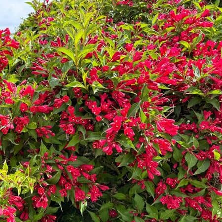 Weigela All Summer Red 3