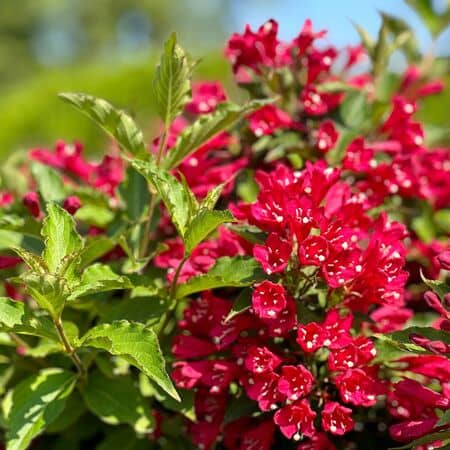 Weigela All Summer Red 4