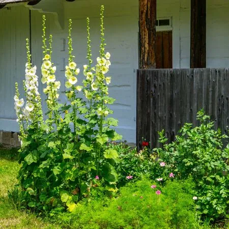 Alcea Charter's Yellow 1