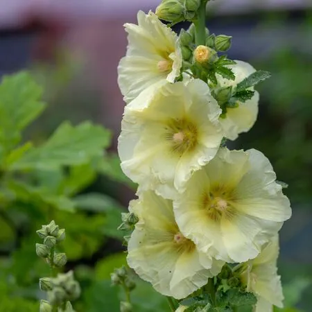 Alcea Charter's Yellow 3