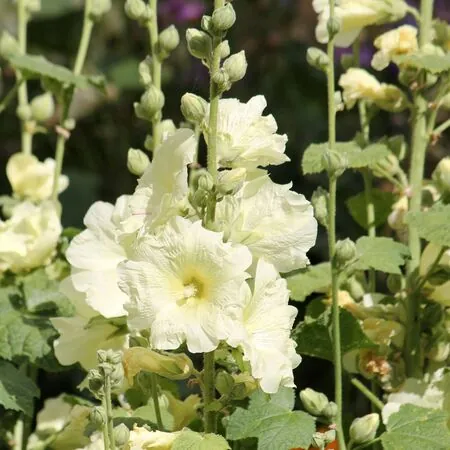 Alcea Charter's Yellow 4