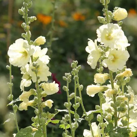 Alcea Charter's Yellow 5