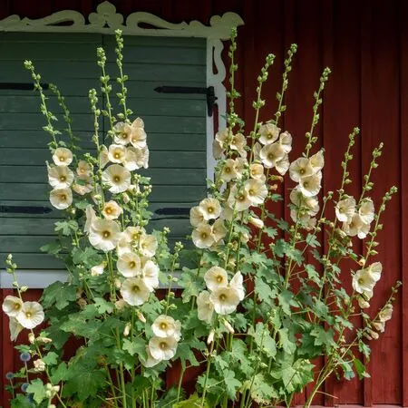 Alcea Charter's Yellow 6