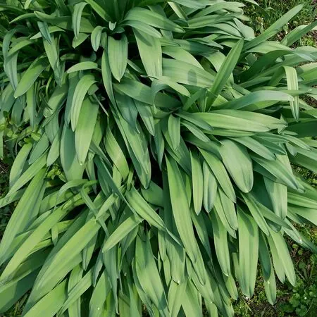 Allium Giganteum 1