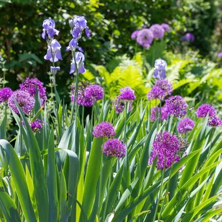 Allium Giganteum 2
