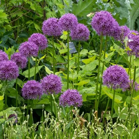Allium Giganteum 3