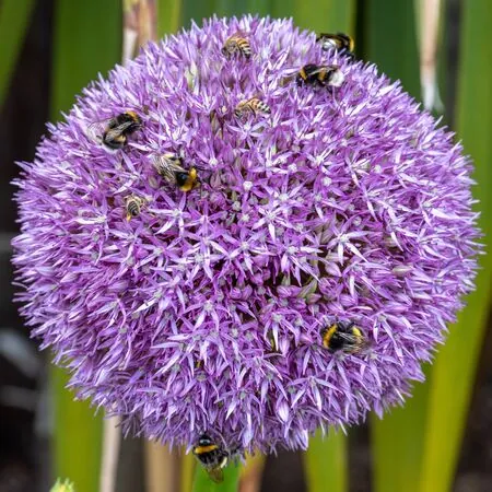 Allium Giganteum 4