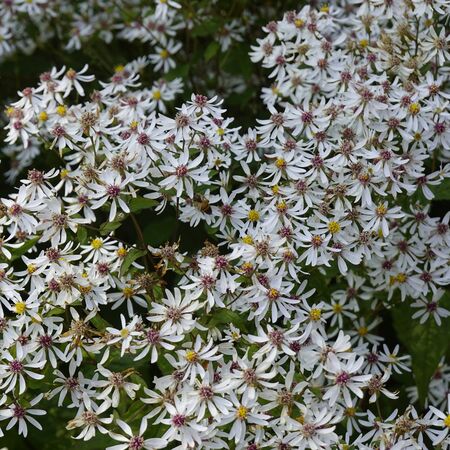 Aster Divaricatus 1
