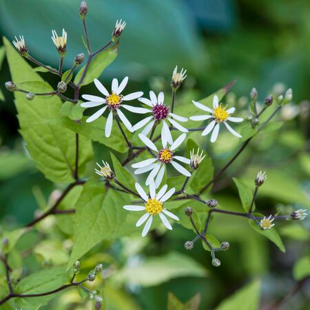Aster Divaricatus 2Aster Divaricatus