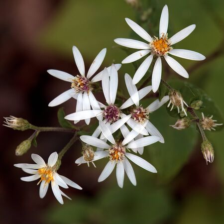 Aster Divaricatus 3