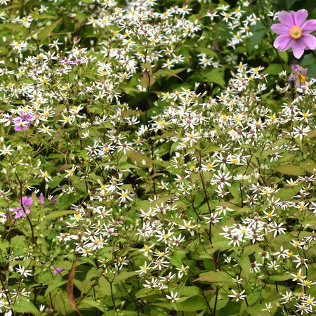 Aster Divaricatus 4