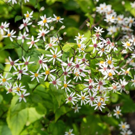Aster Divaricatus 5