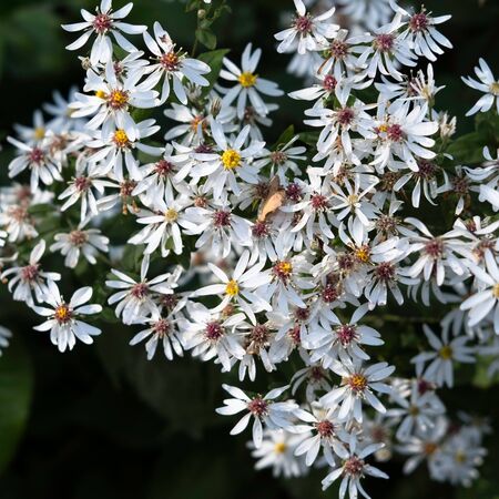 Aster Divaricatus 6