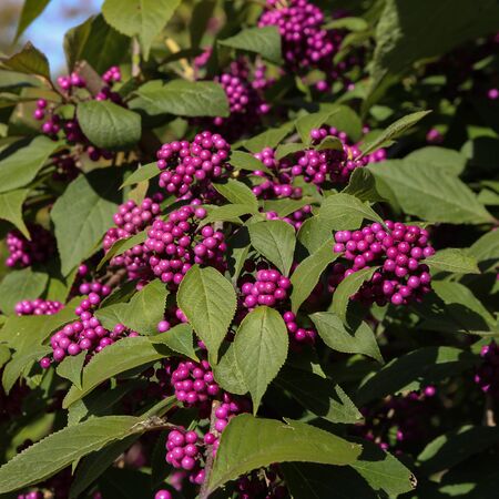 Callicarpa Profusion 1