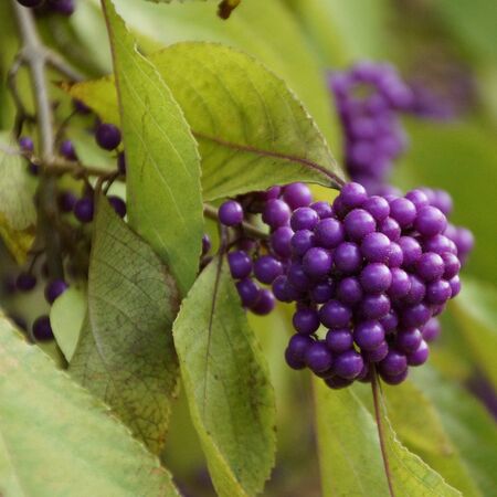 Callicarpa Profusion 2