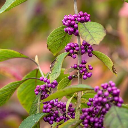 Callicarpa Profusion 3