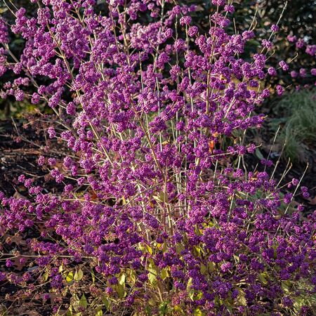 Callicarpa Profusion 4