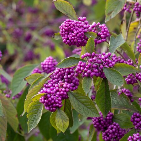 Callicarpa Profusion 5