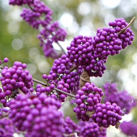 Callicarpa Profusion 6