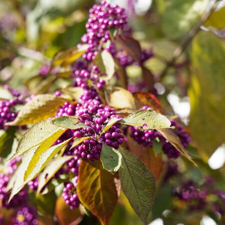 Callicarpa Profusion 7