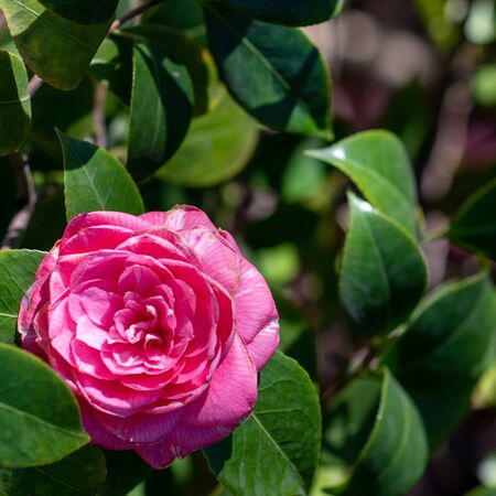 Camellia Debbie 1