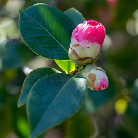 Camellia Debbie 2